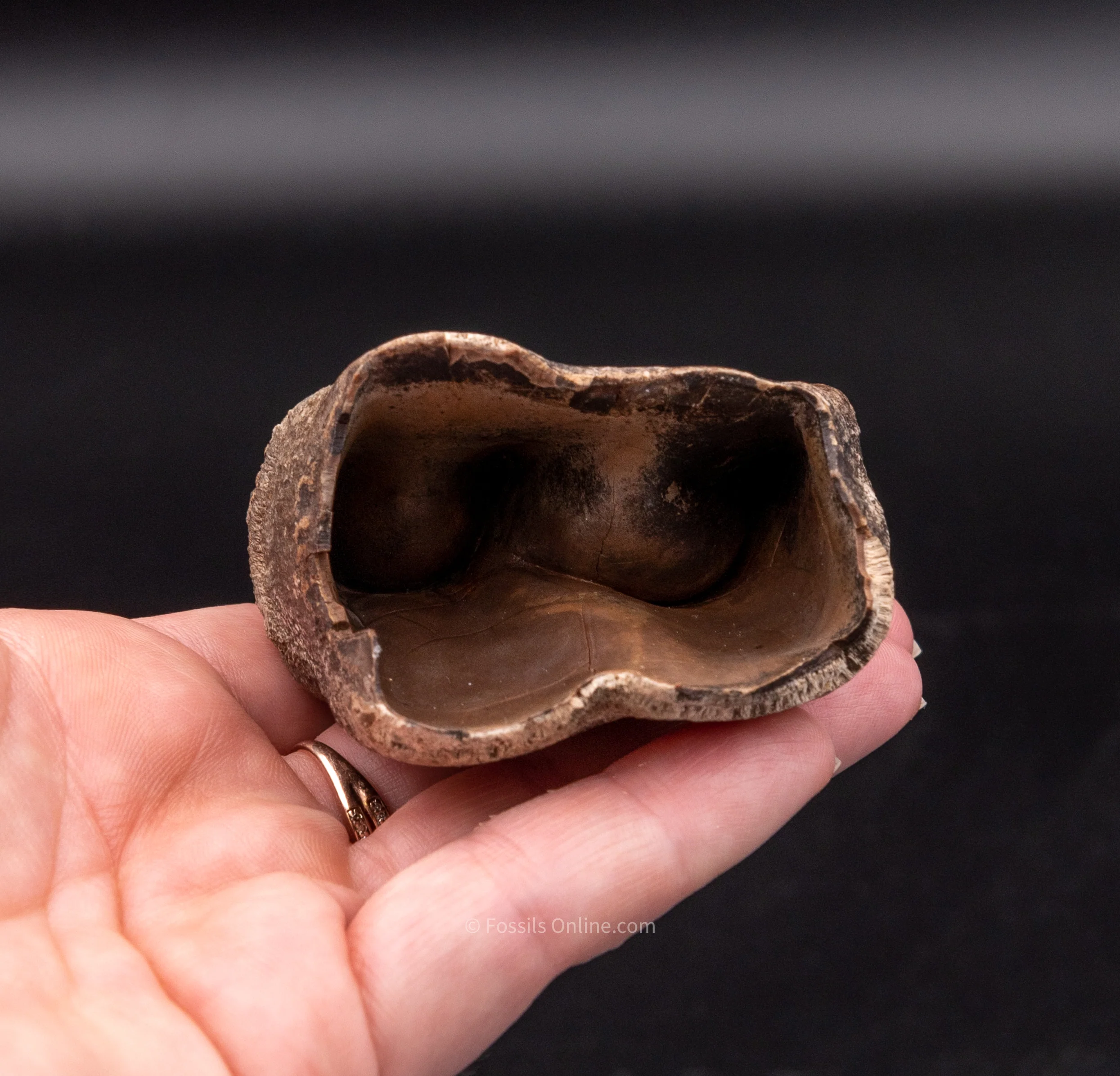 Fine Woolly Rhino Tooth Siberia - Image 3
