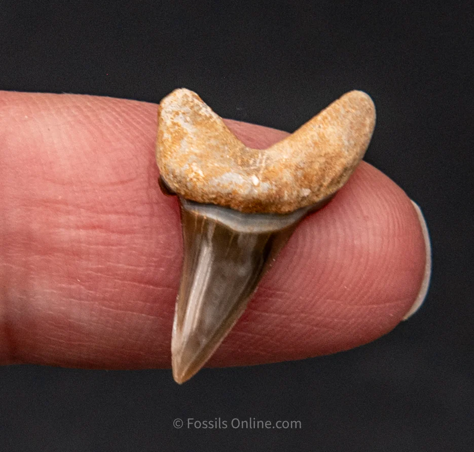 Rare Fossil Ginsu .88" - Image 3
