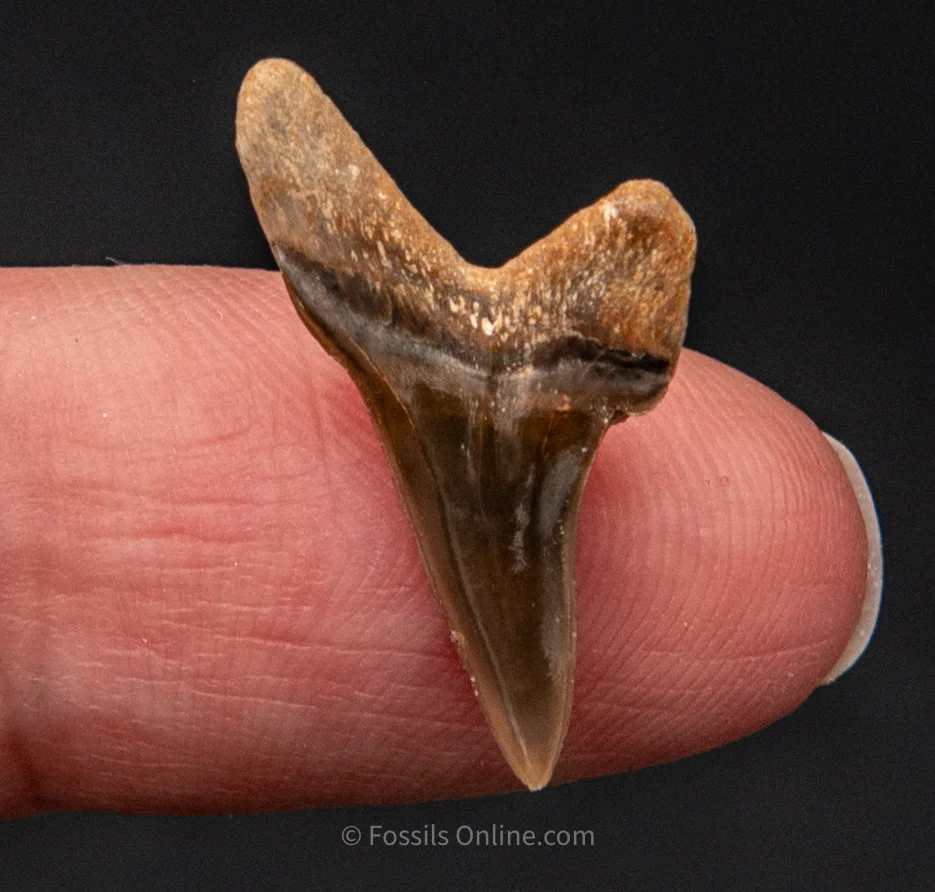 Rare Fossil Ginsu .88" - Image 4
