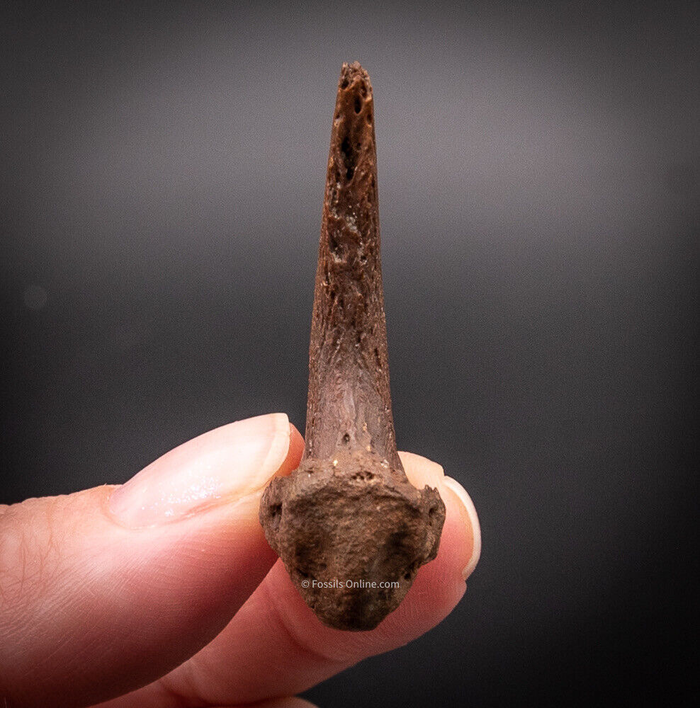 Fossil Bear Claw Florida Fossils - Image 5