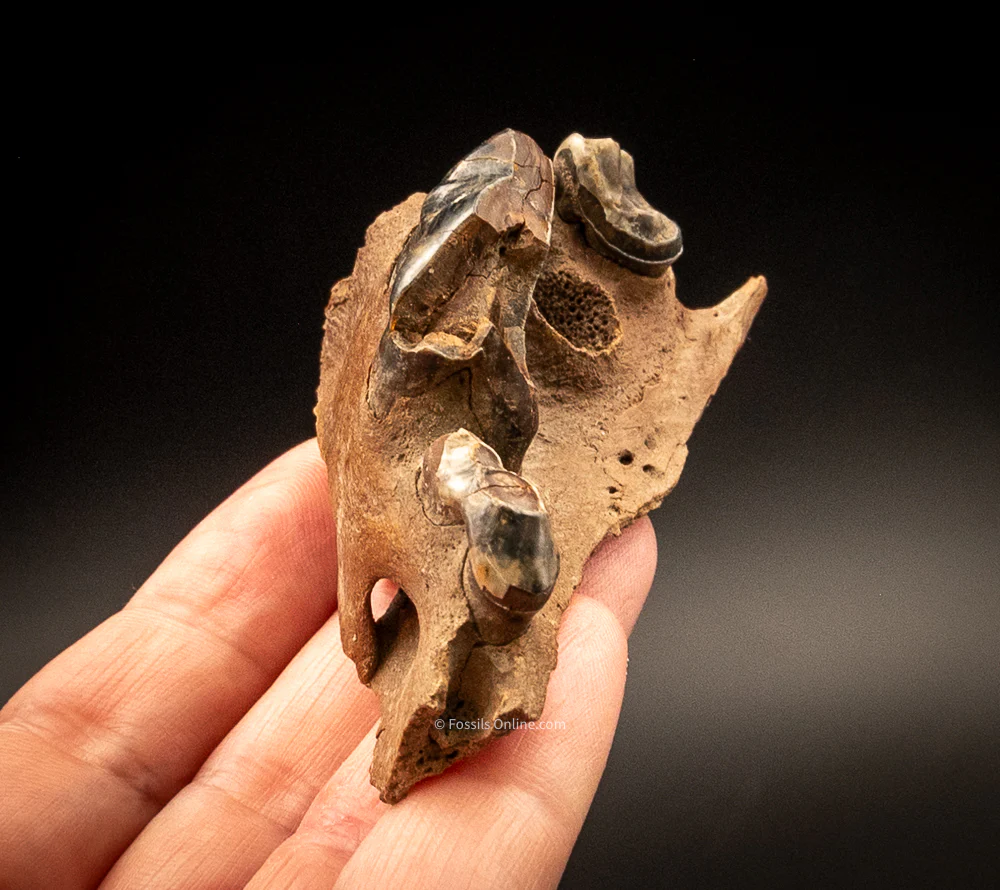 Fossil Wolf Skull w/Teeth  Siberia - Image 3