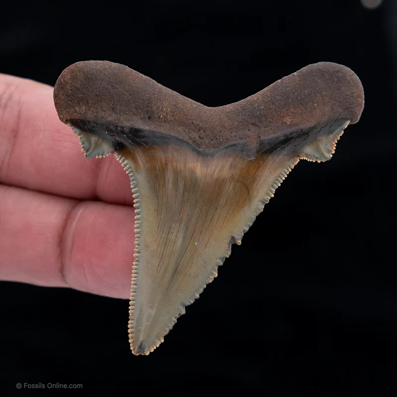 North Carolina Auriculatus 2.62" - Image 3