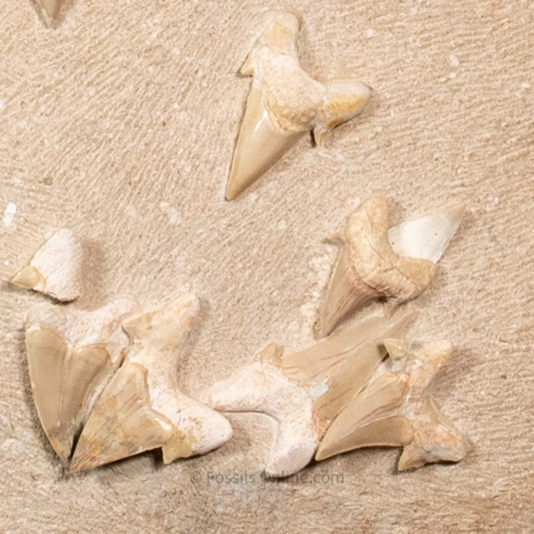 Otodus  Cluster  in Original Matrix - Image 5