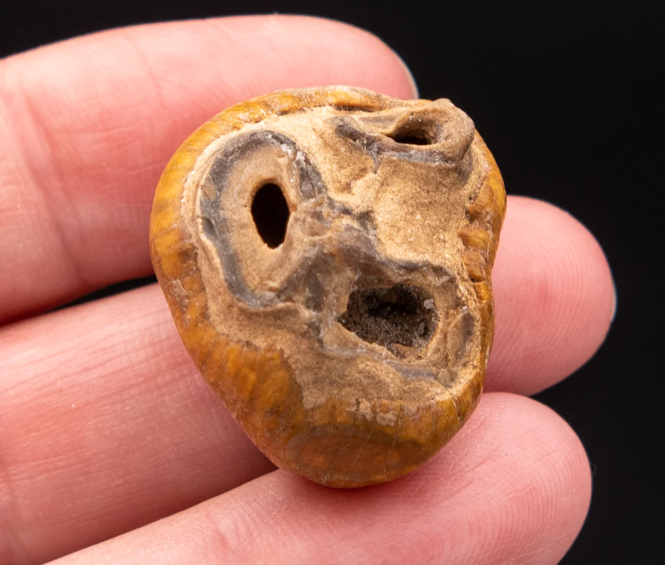 RARE  Fossil Dugong Tooth Gainesville Creek - Image 6